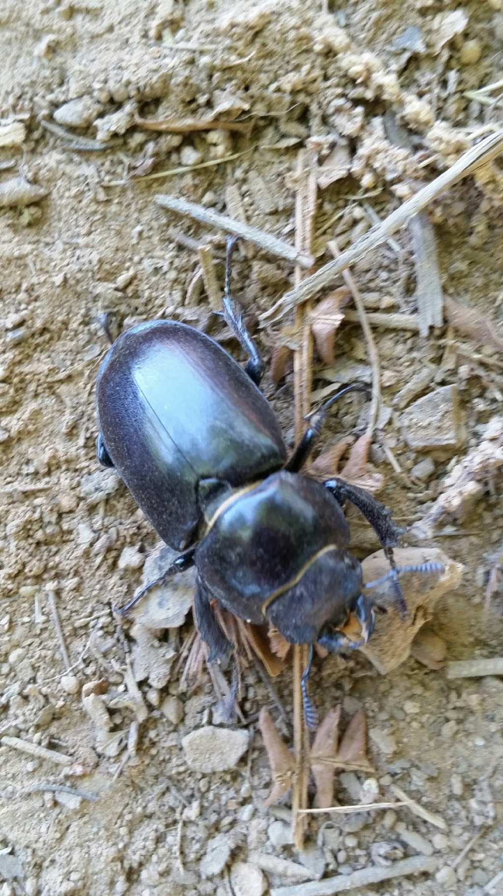 Lucanus tetraodon, femmina (Lucanidae)